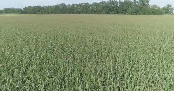 Negócios agrícolas. Campo de milho vista superior, cultivo de milho, voando sobre o campo de milho — Vídeo de Stock