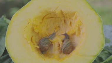 Kemik iliğindeki salyangoz. Salyangozlar ilik yer. Salyangozlar yaklaşın