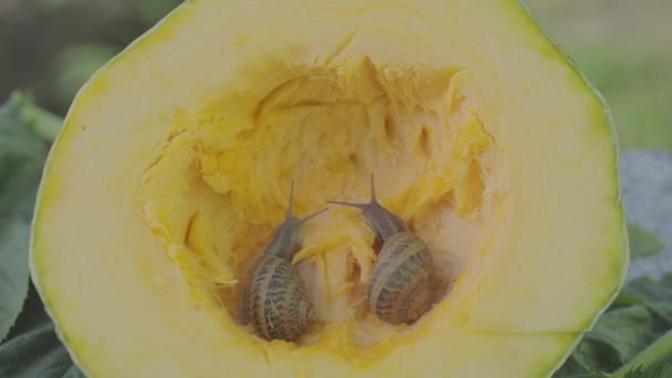 Os caracóis comem medula. Caracol no corte da medula. Caracóis perto — Vídeo de Stock