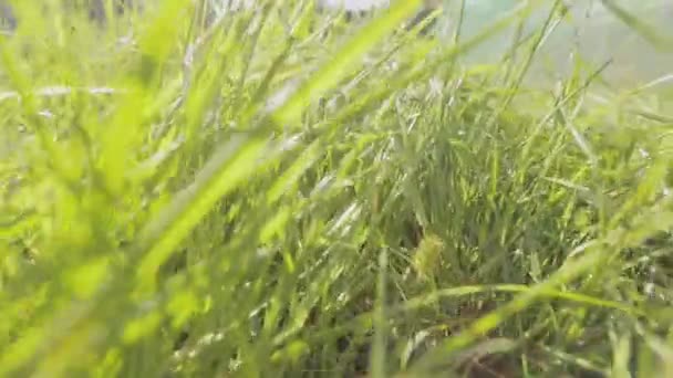 Movimento na grama close-up. A câmera se move através da grama, grama verde close-up. — Vídeo de Stock