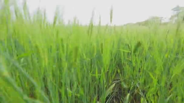 Campo de trigo verde jovem. A câmera passa por espiguetas de trigo jovem — Vídeo de Stock