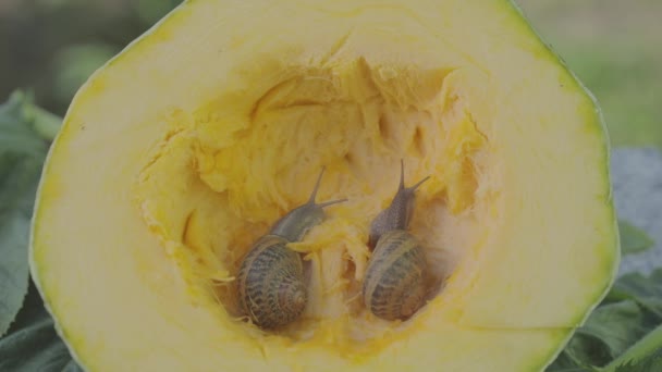 Snail in the cut of the marrow. Snails eat marrow. Snails close up — Stock Video