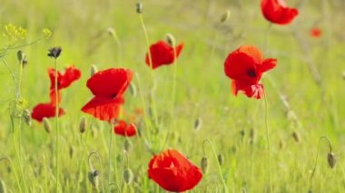 Kırmızı gelincikler yakın plan. Parlak kırmızı gelincikler. Yeşil çimlerde kırmızı gelincikler