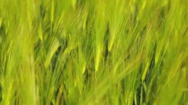 Tarlada taze yeşil buğday. Genç yeşil buğday dalları yakın mesafede. Buğday tarlası