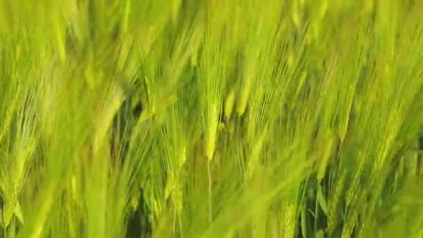 Las espiguillas de trigo verde joven se cierran. Trigo verde joven en el campo. Campo de espiga de trigo — Vídeos de Stock