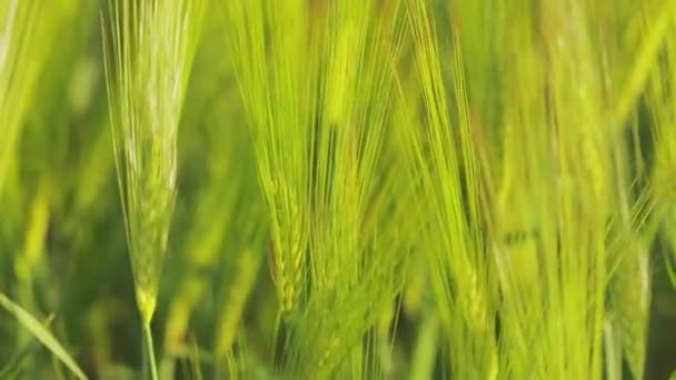 Espiguetas de trigo misturam-se ao vento. Grande campo de trigo verde jovem — Vídeo de Stock