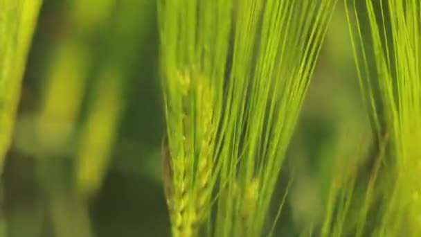 Espiguetas de trigo verde jovem fecham. Jovem trigo verde no campo. Campo de espiga de trigo — Vídeo de Stock
