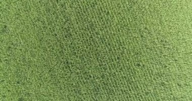 İnsansız hava aracı mısır tarlasına düştü. Mısırlı yeşil alan. Mısır alanı üst görünümü