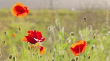 Kırmızı haşhaş tarlası. Kırmızı gelincikler. Vahşi doğada gelincikler. Vahşi kırmızı gelincikler tarlası