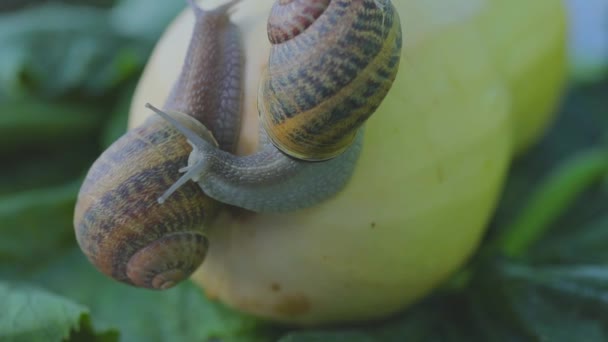 Coltivazione di lumache. Lumaca su un primo piano di midollo vegetale. Lumaca in giardino. Lumaca in habitat naturale — Video Stock