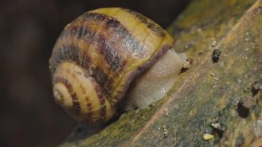 Helix Aspersa yakın çekim. Salyangoz yakın plan. Gri arkaplanda salyangoz görüntüsü.
