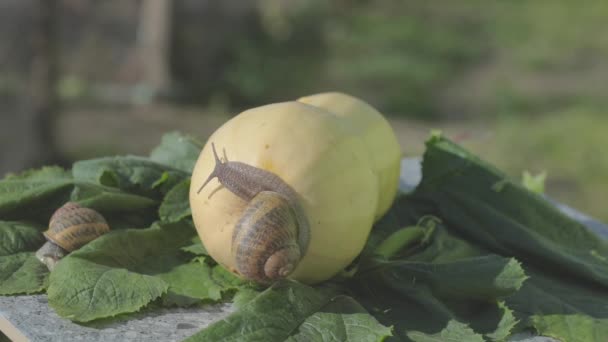 Snail in the garden. Snail farm. Snail on a vegetable marrow close-up. Snail in natural habitat. — Stock Video