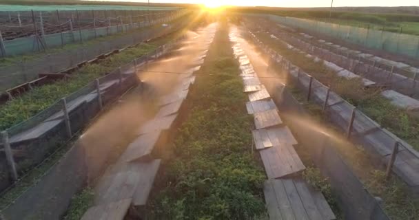 Διαδικασία ποτίσματος σε φάρμα σαλιγκαριών από αέρος. Άρδευση σαλιγκαριών με νερό στο αγρόκτημα από ψηλά. Δημιουργία μικροκλίματος για τα σαλιγκάρια — Αρχείο Βίντεο