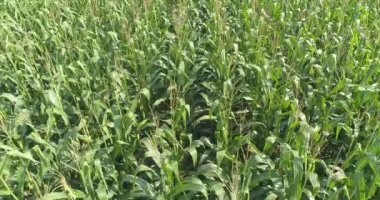 Mısır tarlası manzarası, mısır yetiştirme, tarım işi. Mısır tarlasında uçarken,