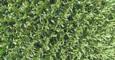 Mısır yetiştirmek, yeşil mısır tarlalarının üzerinde uçmak, mısırlı tarım arazileri.