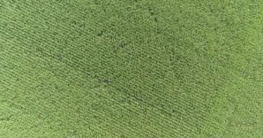 Bir mısır tarlası üzerinde rotasyonlu kalkış. Mısır tarlası üst görünümü. Mısır tarlasından kalkış.