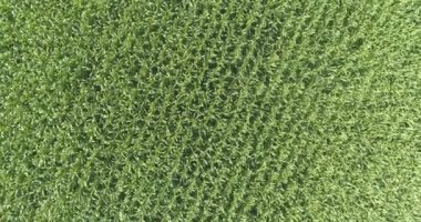 İnsansız hava aracı mısır tarlasına düştü. Mısırlı yeşil alan. Mısır alanı üst görünümü