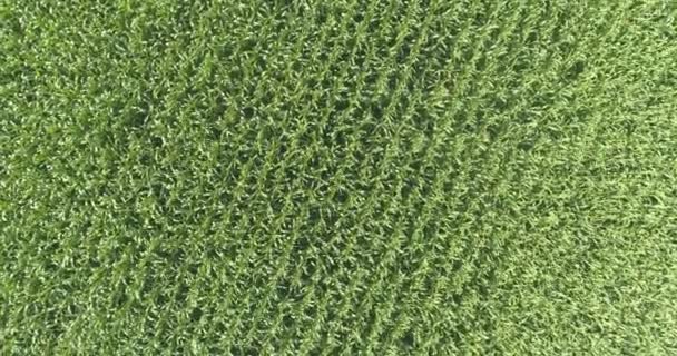 Drohnen gehen auf einem Maisfeld nieder. Grünes Feld mit Mais. Blick von oben auf das Maisfeld — Stockvideo