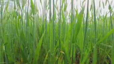 Genç yeşil buğday dalları yakın mesafede. Tarlada taze yeşil buğday. Buğday tarlası