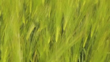 Tarlada taze yeşil buğday. Genç yeşil buğday dalları yakın mesafede. Buğday tarlası