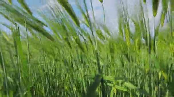 밭에 있는 어린 푸른 밀. 어린 녹색 밀의 스파이크가 가까이 있습니다. 물갈퀴가 달린 밭 — 비디오