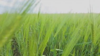 Tarlada taze yeşil buğday. Genç yeşil buğday dalları yakın mesafede. Buğday tarlası