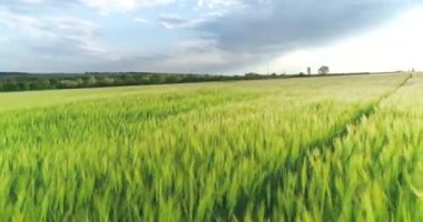 Yeşil bir tarlada buğdayla uçuyor. Yeşil buğday tarlası manzaralı. Gün batımında yeşil buğday tarlası