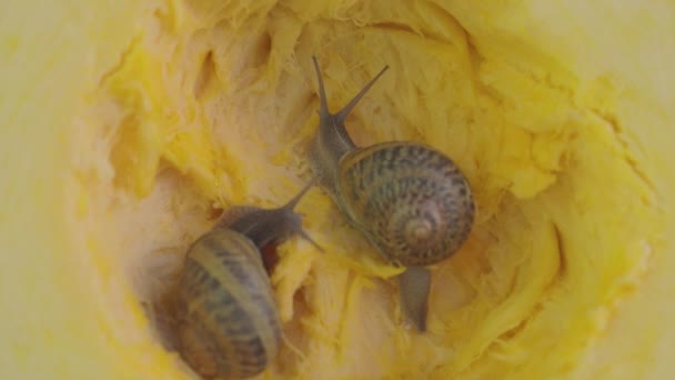 Snail in the cut of the marrow. Snails eat marrow. Snails close up — Stock Video