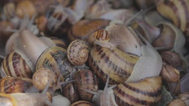 Bir sürü salyangoz yaklaşıyor. Çiftlikte salyangoz yetiştiriyorum. Helix aspersa maxima