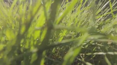 Kamera otların arasında bir hayvan gibi hareket ediyor. Çimenlerde kamera hareketi. Yakın plan.
