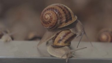 Büyüyen Helix Aspersa Maxima. Salyangoz yakın plan. Salyangoz çiftliği.