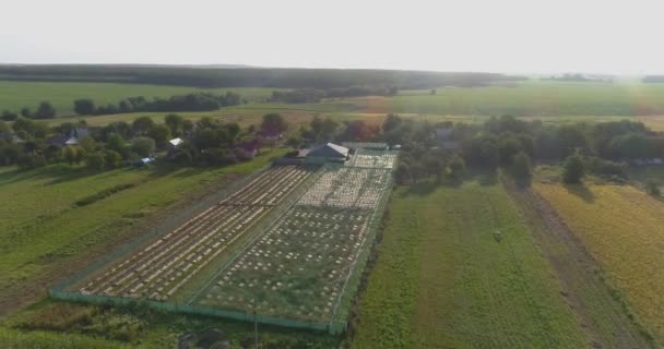 Voar sobre uma fazenda de caracol. Vista aérea da fazenda de caracol. Caracol fazenda vista superior. — Vídeo de Stock