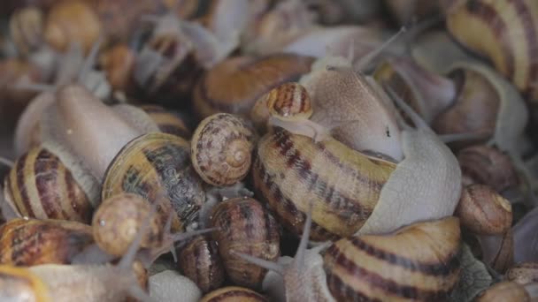 많은 달팽이들이 근접 해 있습니다. 농장에서 달팽이를 번식시키고 있습니다. Helix aspersa maxima — 비디오