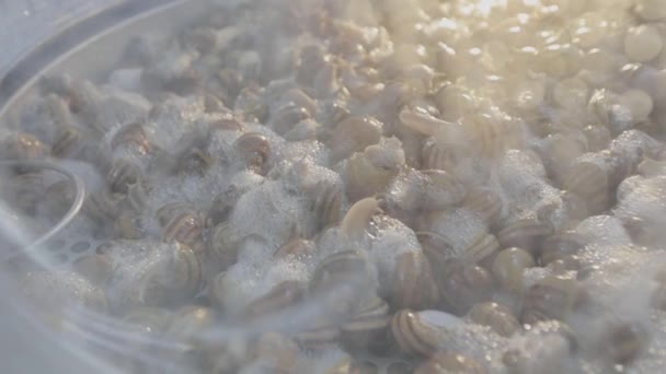 El proceso de aislar la mucina del caracol. Extracción de mucina de caracoles — Vídeos de Stock