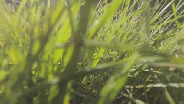 Камера движется по траве, как животное. Движение камеры в траве крупным планом — стоковое видео