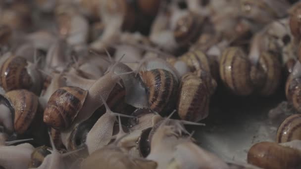 Cultivo industrial de caracóis. A criar caracóis. Muitos caracóis close-up na fazenda — Vídeo de Stock