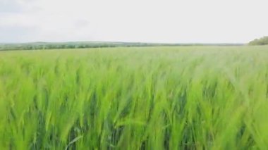 Tarlada taze yeşil buğday. Genç yeşil buğday dalları yakın mesafede. Buğday tarlası