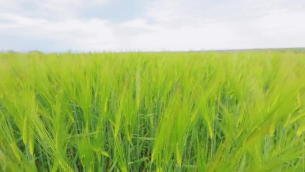 Las espiguillas de trigo se mezclan con el viento. Gran campo de trigo verde joven — Vídeos de Stock