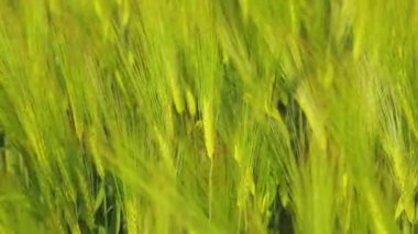 Tarlada taze yeşil buğday. Genç yeşil buğday dalları yakın mesafede. Buğday tarlası