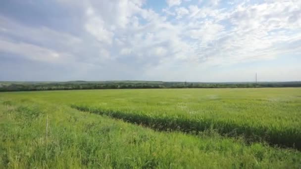 Pšeničné pole. Kotouče mladé zelené pšenice zblízka. Mladá zelená pšenice na poli. — Stock video