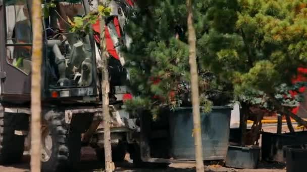 Ein Gabelstapler trägt einen Baum in einem Topf. Bäume pflanzen in der Stadt. Die Begrünung der Stadt. — Stockvideo