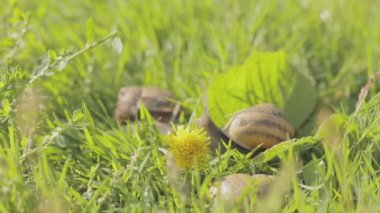 Çimlerde salyangozlar. Salyangoz yetiştiriyorum. Bahçedeki salyangoz. Doğal ortamında salyangoz. Salyangoz çiftliği.