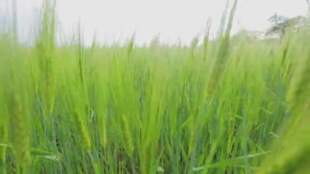 Пшеничное шиповое поле. Шипы молодой зеленой пшеницы крупным планом. Молодая зеленая пшеница в поле. — стоковое видео