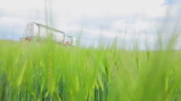 Un camion con una cisterna si trova vicino a un campo di grano verde. Trasporti ecologici. Il camion elettrico trasporta merci pericolose. Grano verde, camion carico liquido sullo sfondo. — Video Stock