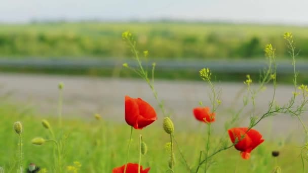 Red poppies near the highway, a truck is driving in the background — Stock Video