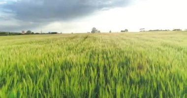 Yeşil bir tarlada buğdayla uçuyor. Yeşil buğday tarlası manzaralı. Gün batımında yeşil buğday tarlası