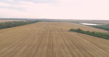 Buğday tarlası hasadı. Buğday tarlasının üzerinden uçmak. Buğday hasadını birleştiren ekin tarlası havası görüntüsü. Buğday tarlası drone görüntüsünden hasat.