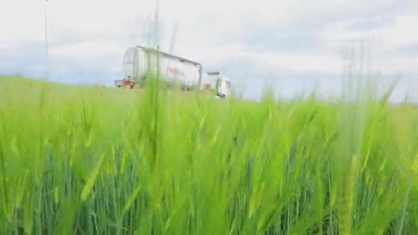 Grüner Weizen auf dem Feld. Stacheln jungen grünen Weizens aus nächster Nähe. Weizenspitzenfeld — Stockvideo