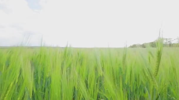 Vetespikfält. Spikelets av unga gröna vete närbild. Ungt grönt vete på fältet. — Stockvideo