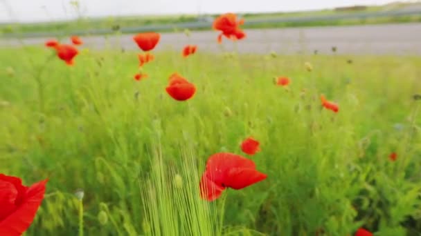 Red poppies close-up. Bright red poppies. Red poppies in green grass close-up — Stock Video